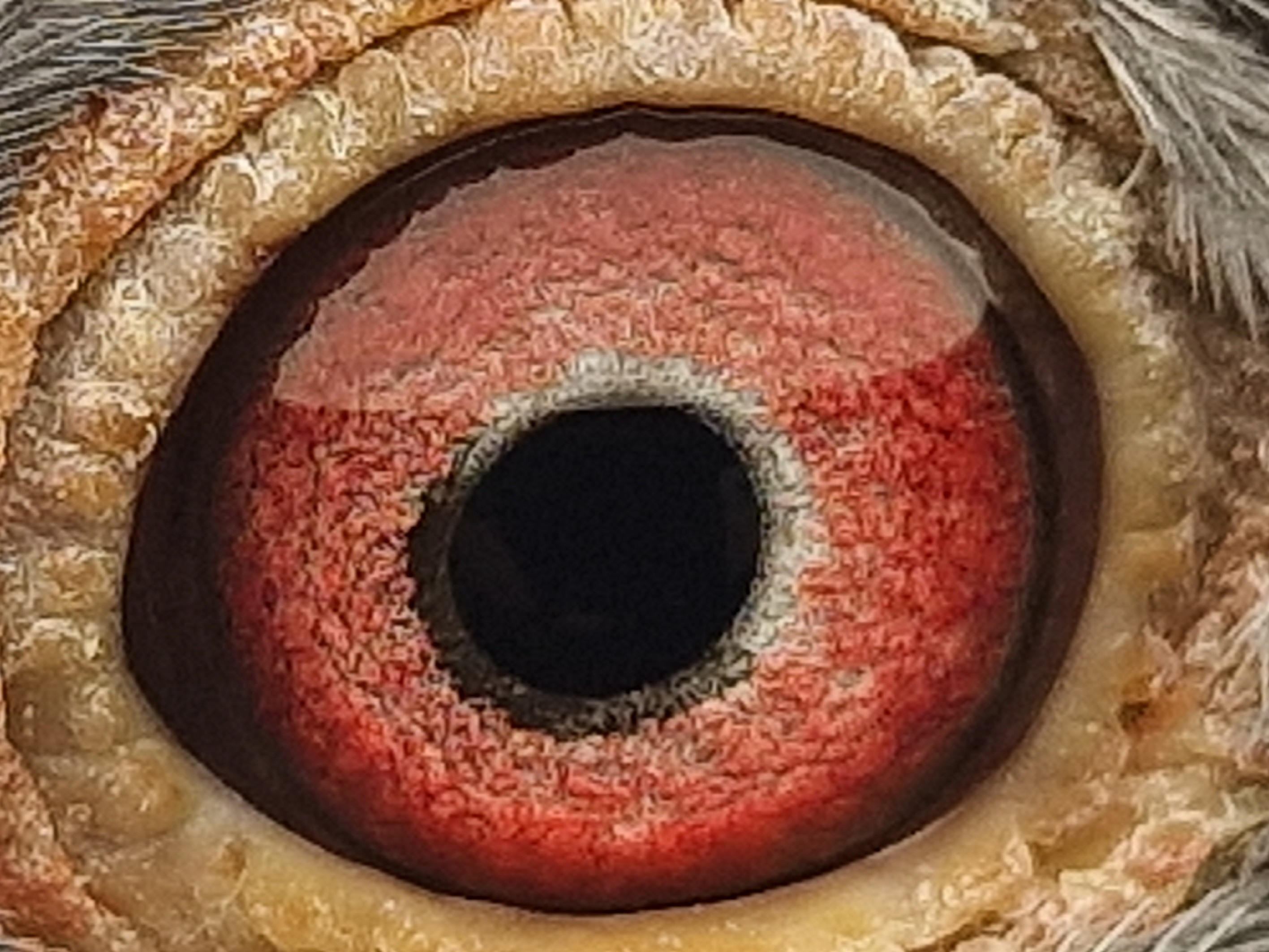 Pigeon eye